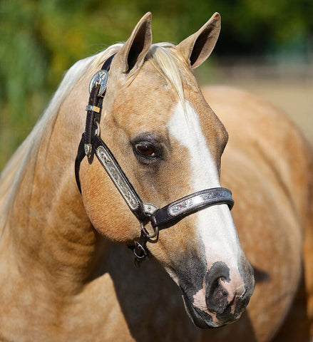 Head shot of National Reining Horse Association "Million Dollar Broodmare" Ebony Shines. Palamino mare with a blaze wearing a silver show halter.